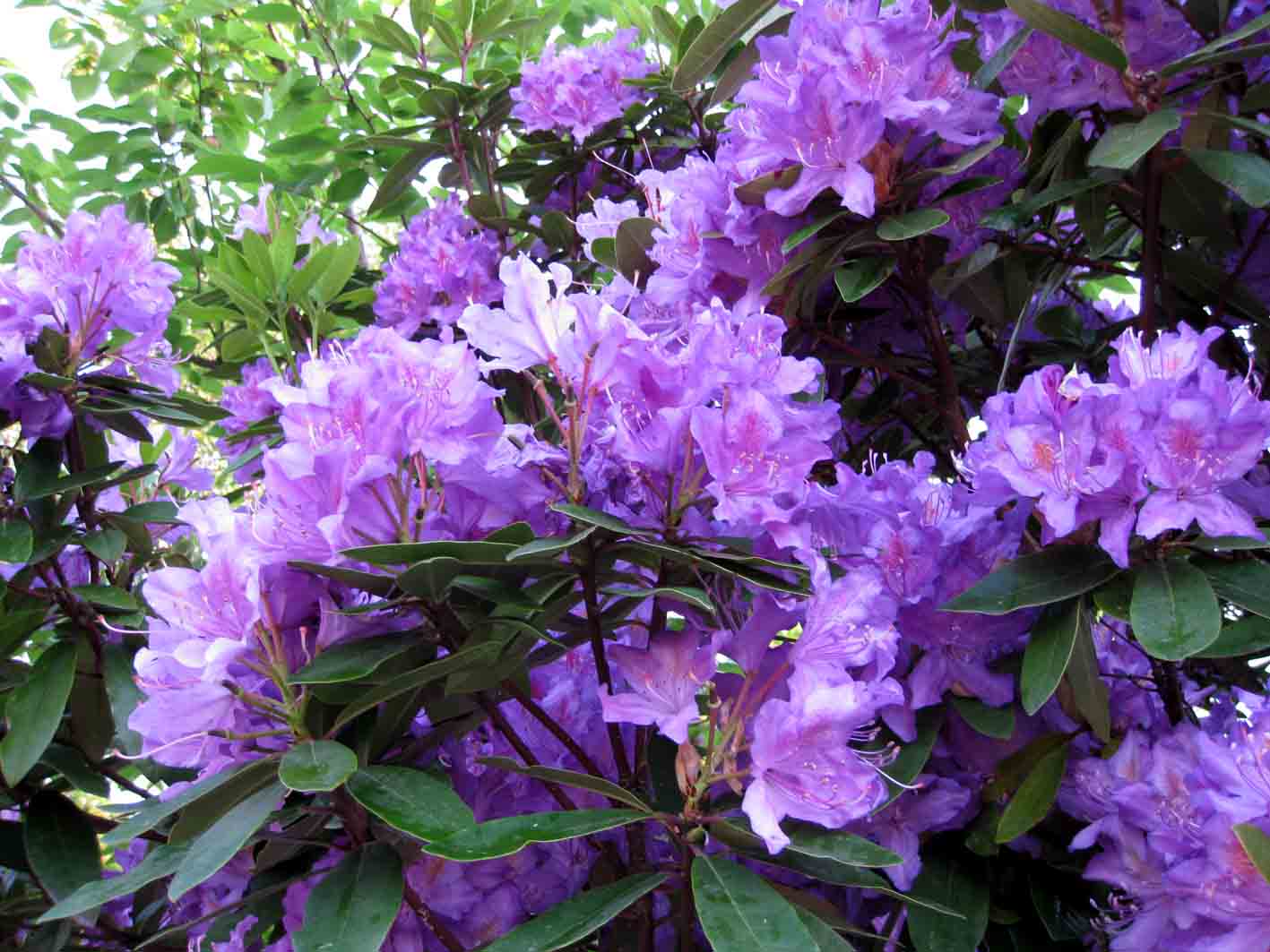 散歩の途中,绮丽な花を见つけました